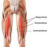 Hamstring Anatomy