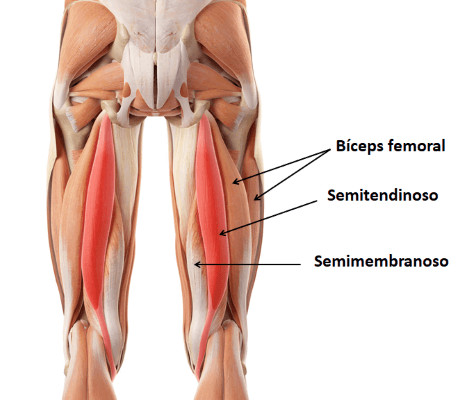 Hamstring Anatomy