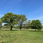 Tooting Bec’s Triangle Field will remain accessible to the public, free from commercial development
