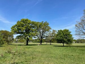 Tooting Bec’s Triangle Field will remain accessible to the public, free from commercial development