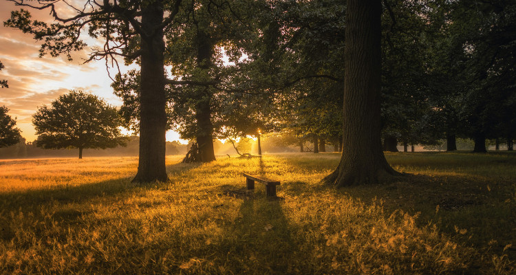 Richmond Park Ted Lasso Filming Locations London | DesignMyNight