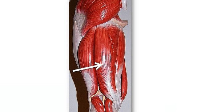 Hamstring Muscle