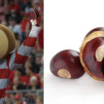 Brutus, the mascot of The Ohio State University Buckeyes. Right: The fruit of the Ohio buckeye (Aesculus glabra).