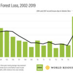 Brazil Forest Loss