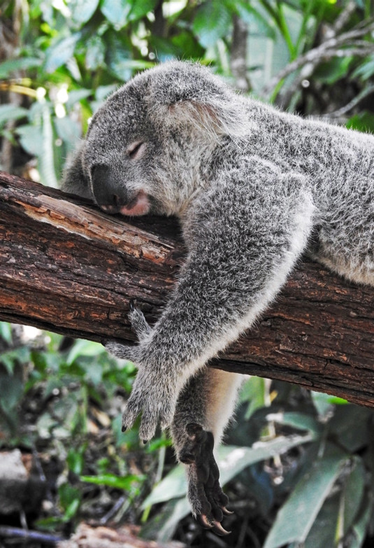 Sleepy Koala illustration